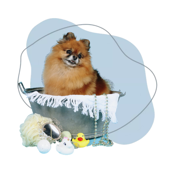 Un soffice Pomerania marrone seduto in un cestino con frange bianche, insieme a uova di Pasqua e un pulcino giallo.