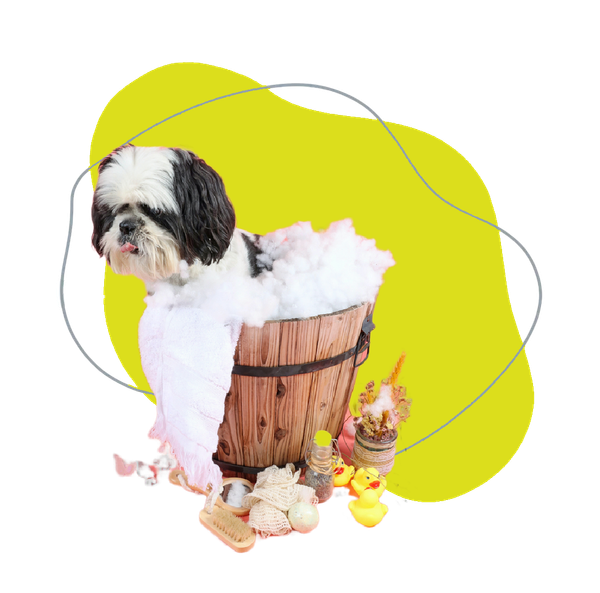 Shih Tzu in un cestino di legno con soffice cotone bianco, su uno sfondo astratto giallo brillante.