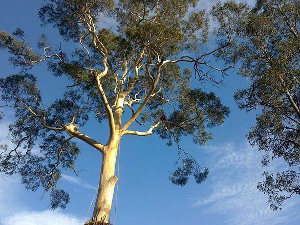 Beautiful Tall Tree — Cooma, NSW — Snowy Mountain Tree Services