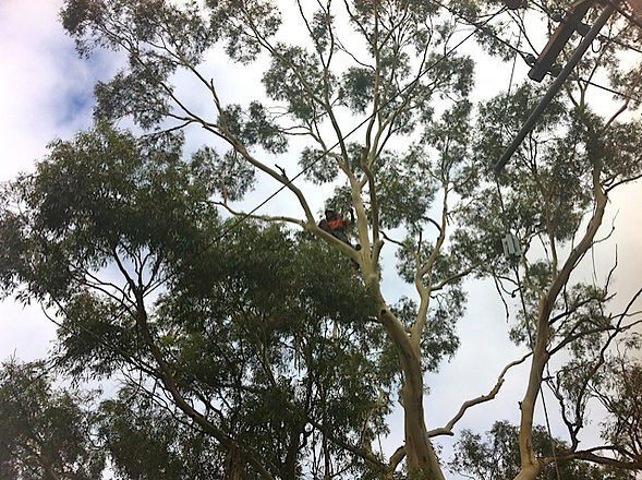 Beautiful Tall Tree — Cooma, NSW — Snowy Mountain Tree Services