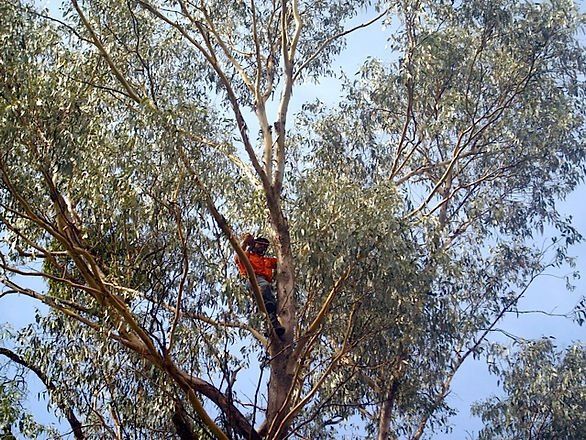 Cutting Tree Branches — Cooma, NSW — Snowy Mountain Tree Services