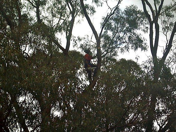 Tree Trimming Branches of Trees — Cooma, NSW — Snowy Mountain Tree Services