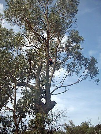 Trimming a Big Tree — Cooma, NSW — Snowy Mountain Tree Services