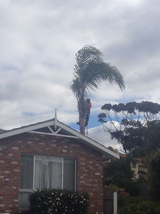 Man Cutting a Tree Near House — Cooma, NSW — Snowy Mountain Tree Services