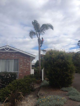 Residential Tree Trimmer — Cooma, NSW — Snowy Mountain Tree Services