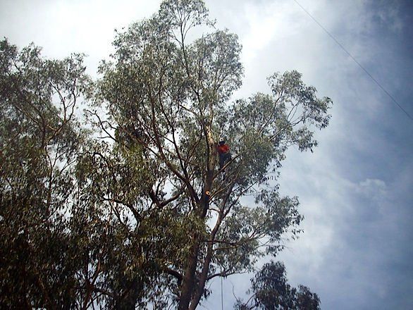 Arborist Expert on the Tree — Cooma, NSW — Snowy Mountain Tree Services