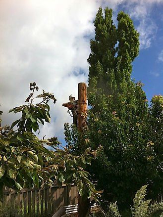 Cutting Tree Using Chainsaw — Cooma, NSW — Snowy Mountain Tree Services