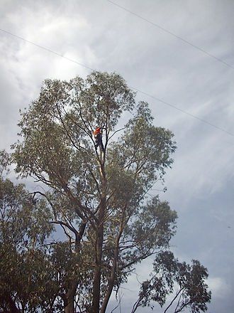 Arborist Climbing a Tree — Cooma, NSW — Snowy Mountain Tree Services