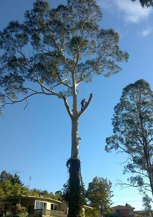 Arborist Working on High Branches — Cooma, NSW — Snowy Mountain Tree Services