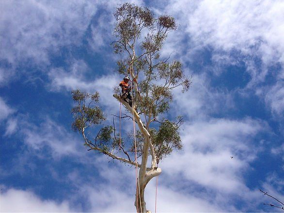 Arborist at Work — Cooma, NSW — Snowy Mountain Tree Services