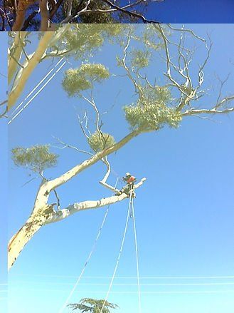 Arborist with Harness Cutting a Tree — Cooma, NSW — Snowy Mountain Tree Services