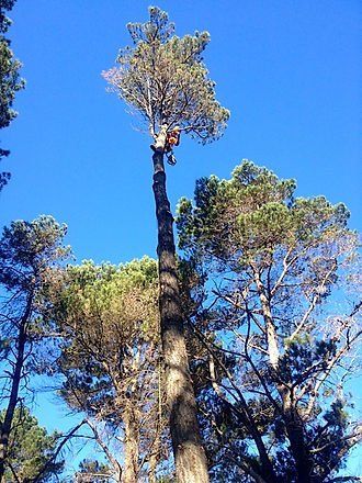 Arborist on Top of the Tree — Cooma, NSW — Snowy Mountain Tree Services