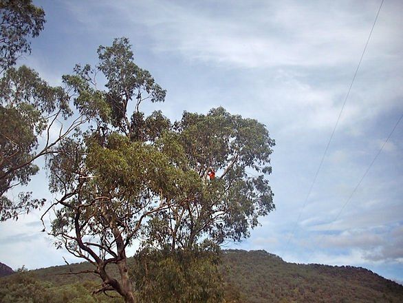 Tree Trimmer Working Up High — Cooma, NSW — Snowy Mountain Tree Services