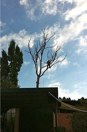 Tall Dry Tree — Cooma, NSW — Snowy Mountain Tree Services
