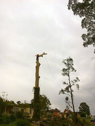 Storm Damage Trees — Cooma, NSW — Snowy Mountain Tree Services