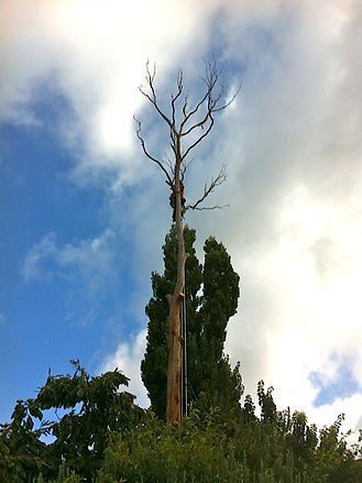 Dry Tree Branches — Cooma, NSW — Snowy Mountain Tree Services