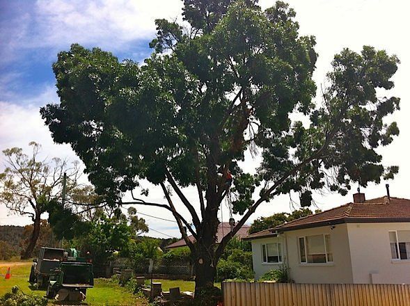 Tall Trees on the Front Yard — Cooma, NSW — Snowy Mountain Tree Services