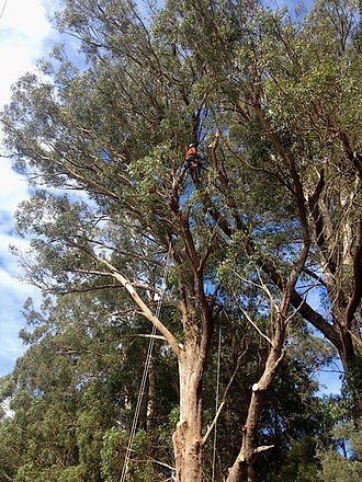 Arborist Cutting Branches of Trees — Cooma, NSW — Snowy Mountain Tree Services