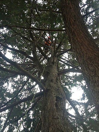 Tree Surgeon at Work — Cooma, NSW — Snowy Mountain Tree Services