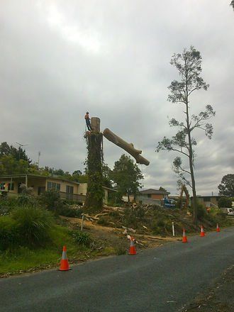 Fallen Tree — Cooma, NSW — Snowy Mountain Tree Services