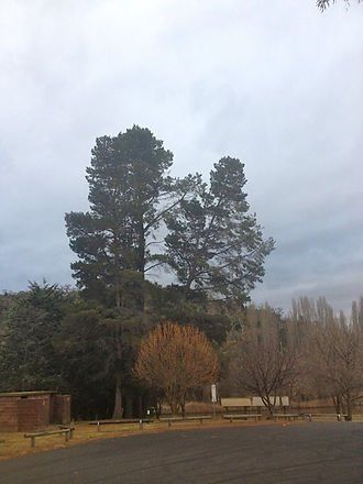 Tall Trees on Road Side — Cooma, NSW — Snowy Mountain Tree Services