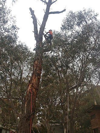 Arborist Up a Tree — Cooma, NSW — Snowy Mountain Tree Services