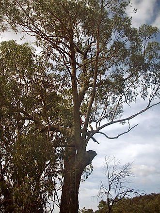 Damaged Tree — Cooma, NSW — Snowy Mountain Tree Services