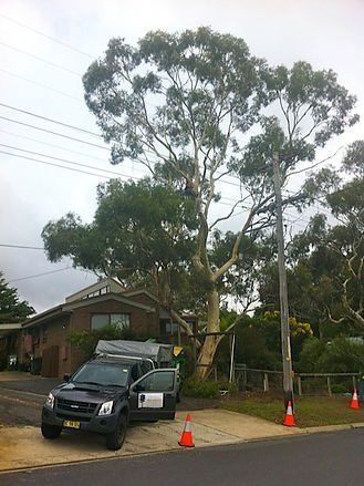 Residential Tree Removal — Cooma, NSW — Snowy Mountain Tree Services