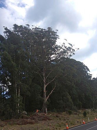 Big Tree Removal — Cooma, NSW — Snowy Mountain Tree Services