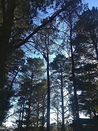 Tall Trees in Forest — Cooma, NSW — Snowy Mountain Tree Services