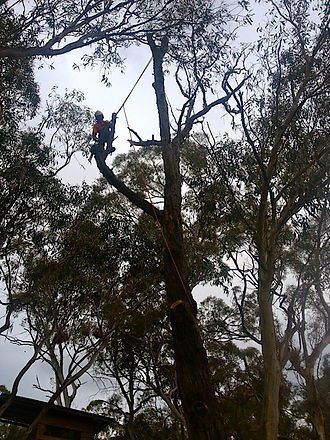 Big Tree — Cooma, NSW — Snowy Mountain Tree Services