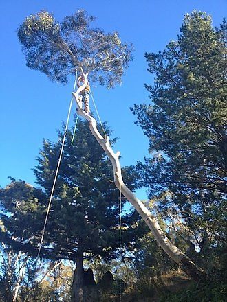Tall Tree — Cooma, NSW — Snowy Mountain Tree Services