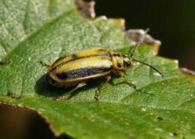 Elm Leaf Beetle — Cooma, NSW — Snowy Mountain Tree Services