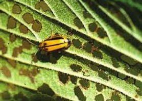 Yellow Elm Leaf Beetle — Cooma, NSW — Snowy Mountain Tree Services