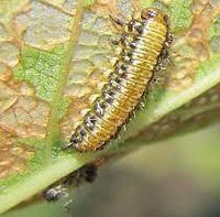 Larvae — Cooma, NSW — Snowy Mountain Tree Services