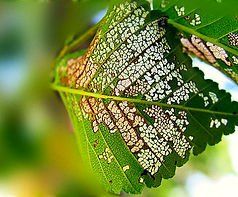 Damage Leaf — Cooma, NSW — Snowy Mountain Tree Services