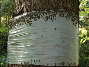 Trunk Wrapping — Cooma, NSW — Snowy Mountain Tree Services