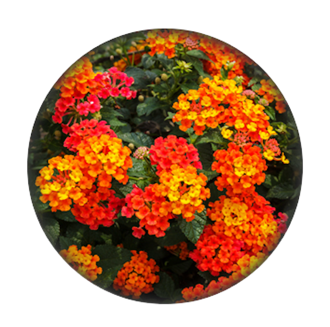 A circular close-up view of clusters of vibrant yellow, orange, and red lantana flowers among green leaves.