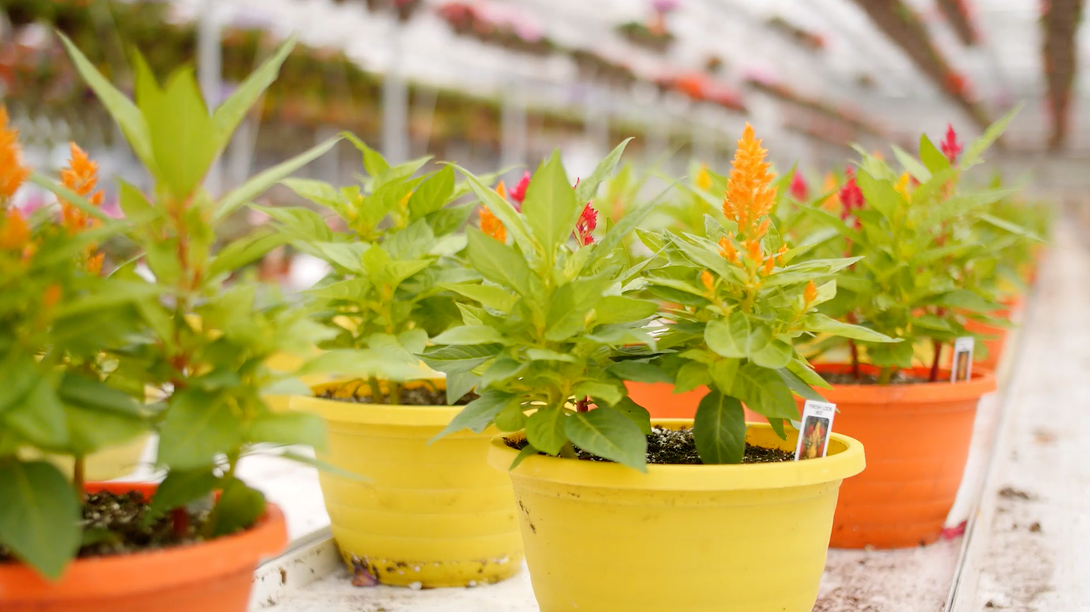 Rows of potted celosia plants with orange and red blooms in a greenhouse.