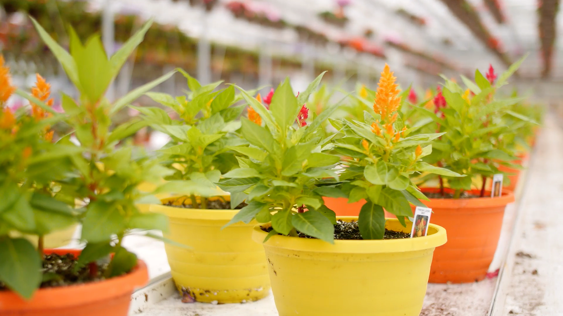 Rows of potted celosia plants with orange and red blooms in a greenhouse.
