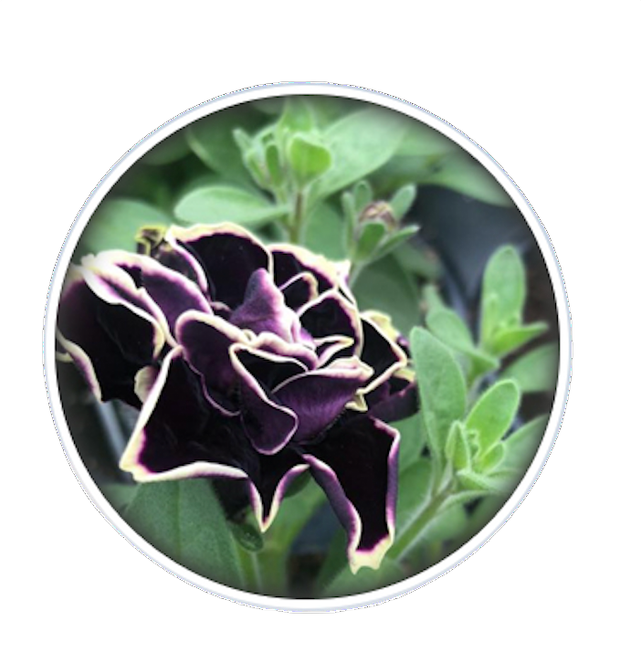A deep purple petunia flower with ruffled, cream-colored edges surrounded by green foliage inside a circular frame.