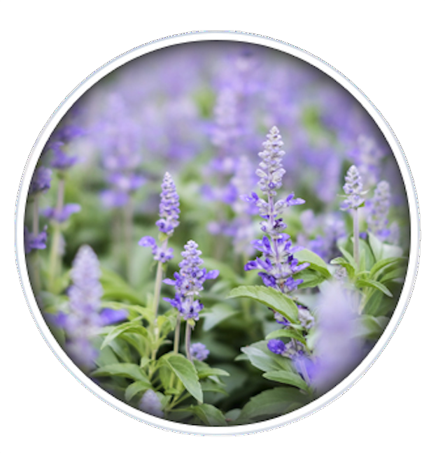 A cluster of vibrant purple salvia flowers with green foliage, presented within a circular frame.