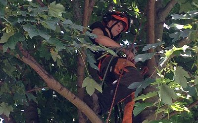a tree surgeon climbing a tree to reduce tree crown