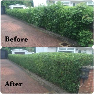 hedge cutting and crown thinning services by the skilled professionals