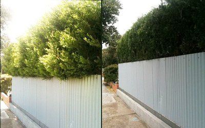 images of hedges and shrubs before and after trimming