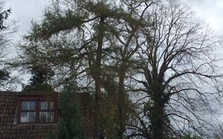 a skilled tree surgeon thinning the crown of a tree