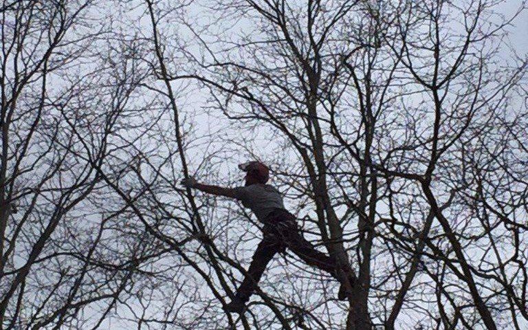 Tree Surgeon in Rothes