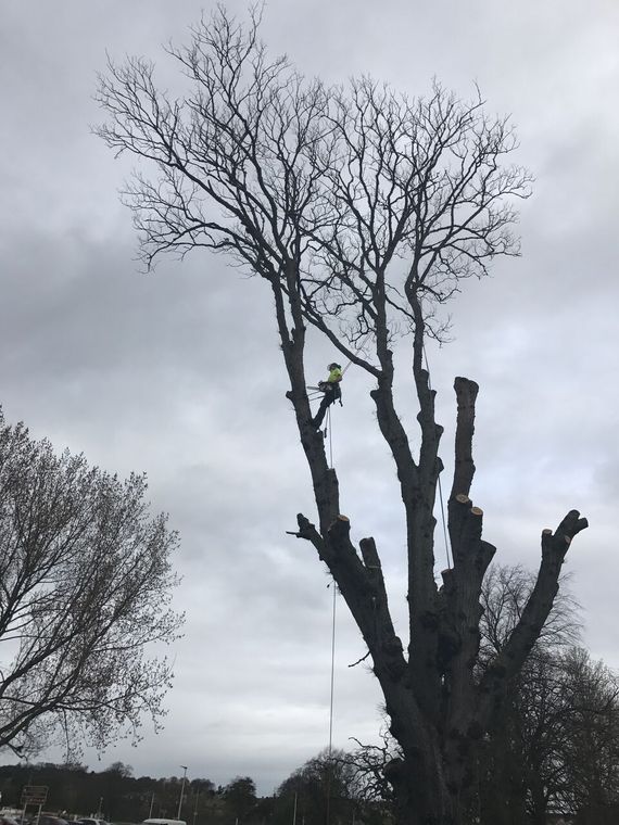 Tree Work in Aberlour