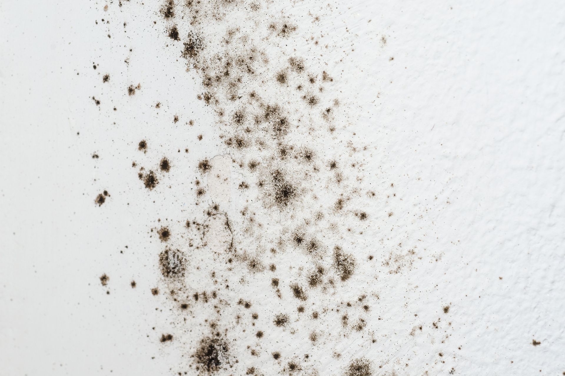 Dark mold growth on a white wall surface.