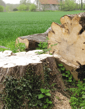 Thinning and reduction - Hemel Hempstead, Hertfordshire - A J Howarth Tree Surgeon - cutting tree